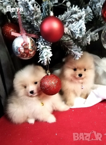 продавам померанчета