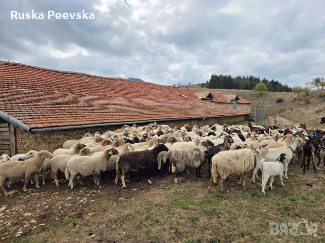 Продавам овце за дамазлък, снимка 3 - Овце - 51842792
