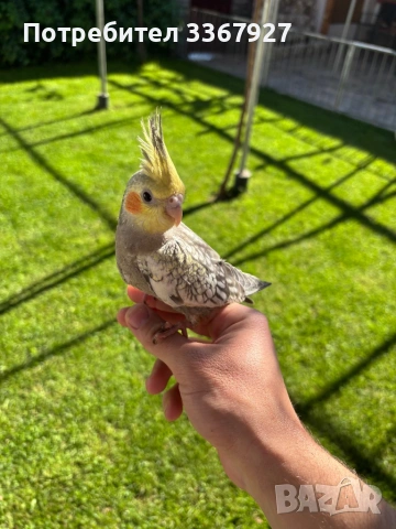 Ръчно хранени Корели 