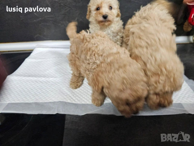 Пудел той, снимка 14 - Пудели - 53214749