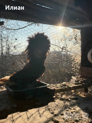 Якалий, снимка 3 - Гълъби - 52867025