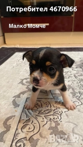 Продават се Чихуахуа и Пинчери