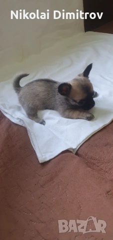 Чихуахуа, снимка 3 - Чихуахуа - 54242342