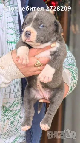 Американско Були Хл/American Bully XL , снимка 7 - Питбул - 48348695