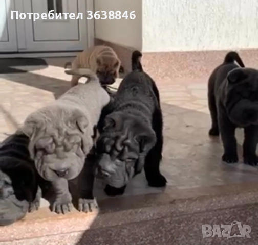 Шар-пей , снимка 6 - Шар пей - 51899179