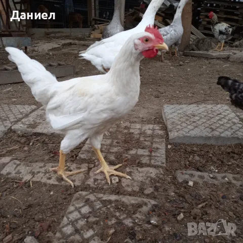 Петли и Кокошки