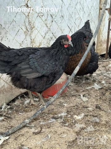 продавам ярки на 5месеца , снимка 7 - Кокошки и пуйки - 53909369