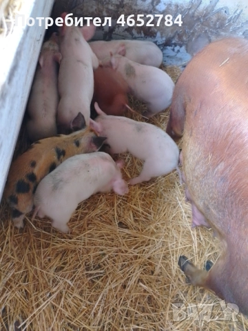 Малки прасенца на 40 дни