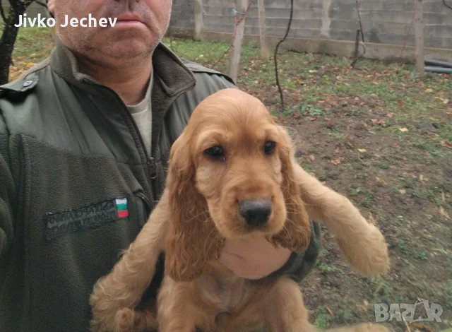 Кокер Шпаньол.. , снимка 7 - Кокер шпаньол - 56493202