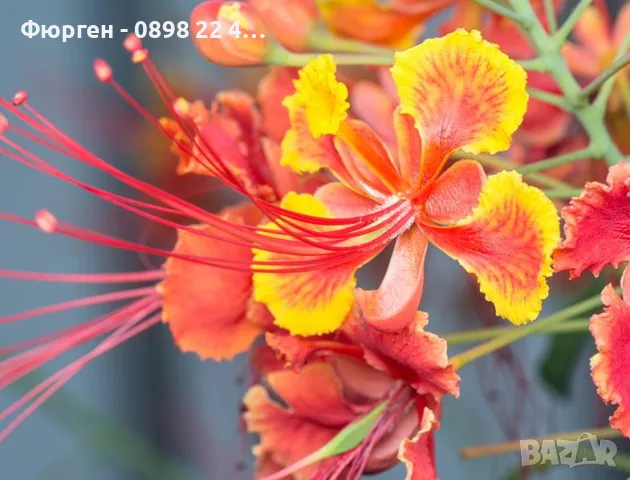 Цезалпиния пулхерима – Caesalpinia pulcherrima, снимка 5 - Разсади - 55863674