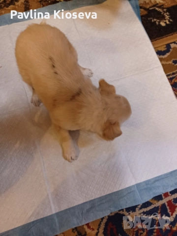 Мини пинчерчета, снимка 2 - Пинчер - 52429028