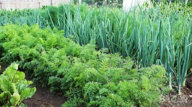 Продавам семена на Копър - реколта 2025 г., снимка 4 - Сортови семена и луковици - 49746836