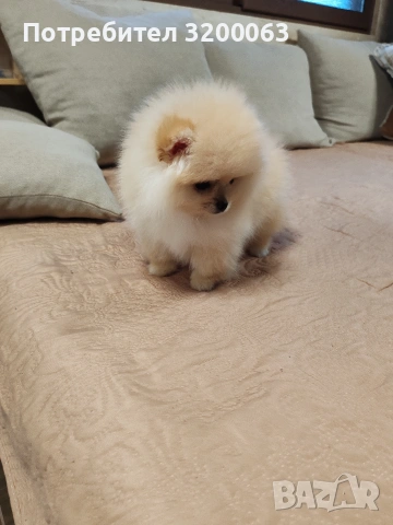Померанчета мини женски , снимка 7 - Померан - 53249300