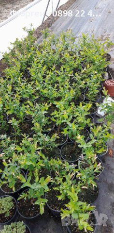 Храстовидна ,Пъстролистна японска върба / Salix Hakuro Nishiki, снимка 6 - Разсади - 40382084