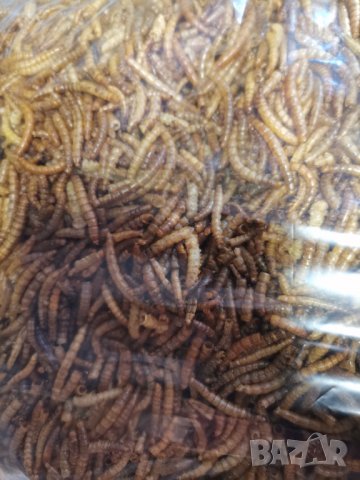 Сушен брашнян червей, снимка 2 - Други стоки за животни - 33956053