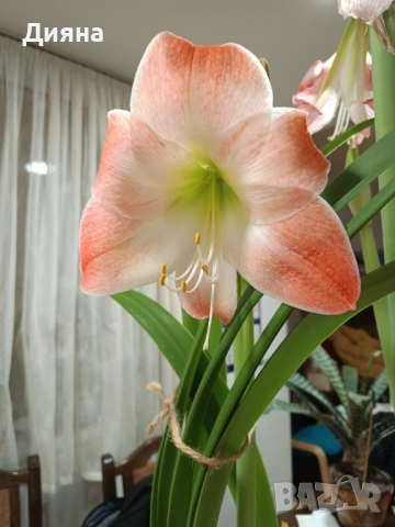 Амарилис семе, снимка 5 - Стайни растения - 54118344