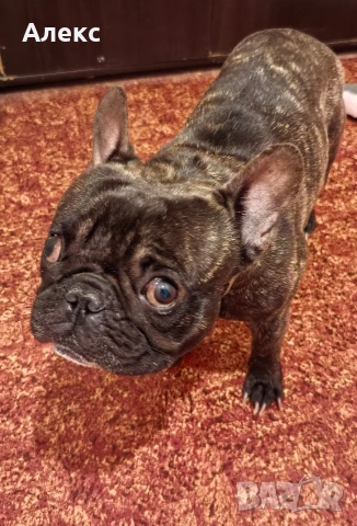 Френски булдог на 3 години, снимка 8 - Други - 54364241