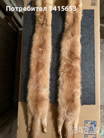 Продавам препарирана невестулка, снимка 4 - Антикварни и старинни предмети - 53307881