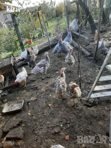 Продавам пуйки , снимка 2 - Кокошки и пуйки - 51771019