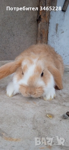 Кочовати зайци, снимка 3 - Други животни - 53248125