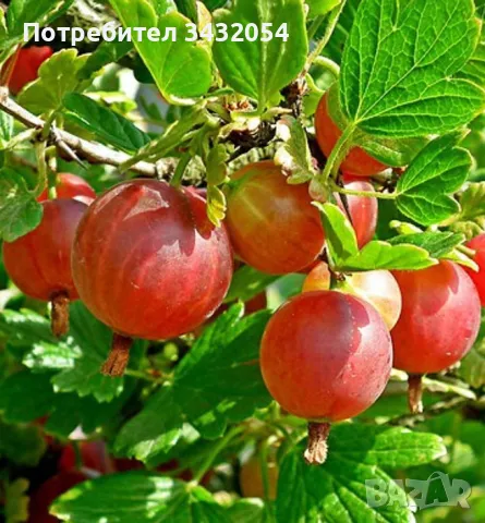 Цариградско грозде