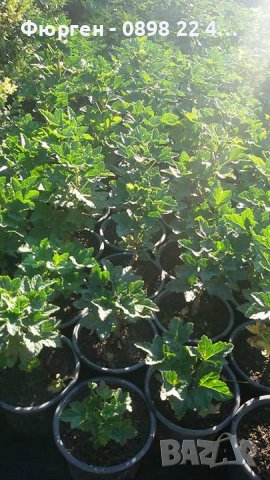 Йоща - Хибрид между касис  и цариградското грозде, снимка 5 - Разсади - 38043840