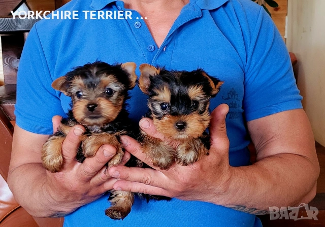 Мини Йоркширски териер йорки, снимка 2 - Йоркширски териер - 54303773