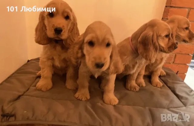 Английски кокер шпаньоли, снимка 3 - Кокер шпаньол - 47510914