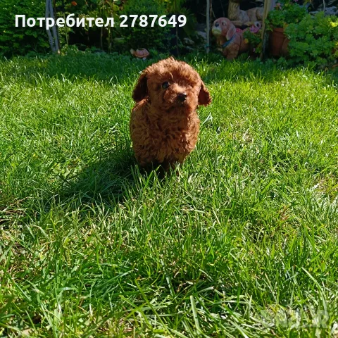 Той пудел момиче, снимка 4 - Пудели - 56056199