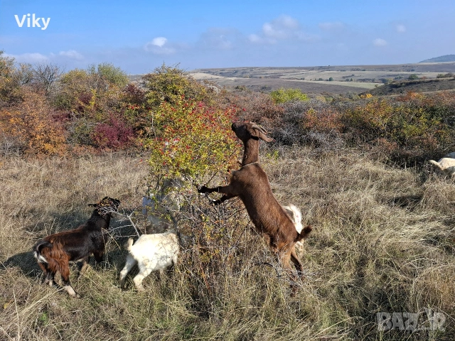 натурално козе мляко