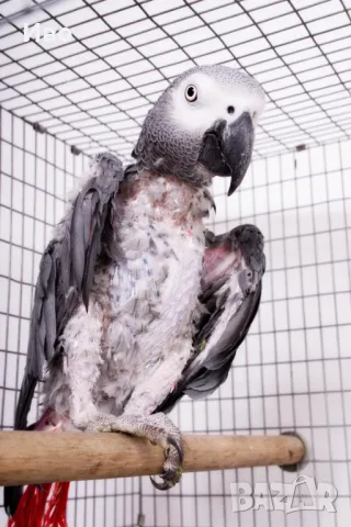 Hepatobios , снимка 2 - Папагали - 48365283