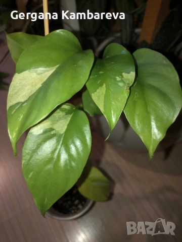 Rhaphidophora Tetrasperma Albo Variegata 