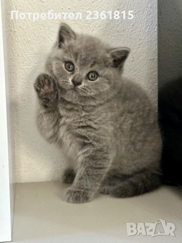 Чистокръвни сини британчета, снимка 6 - Британска късокосместа - 52651148