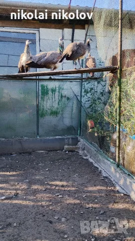 женски паунчета 