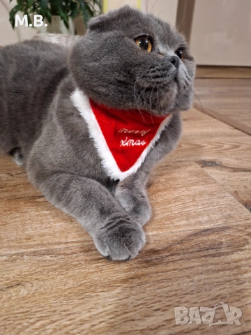 Британец търси партньорка, снимка 2 - Търси партньор - 53878991