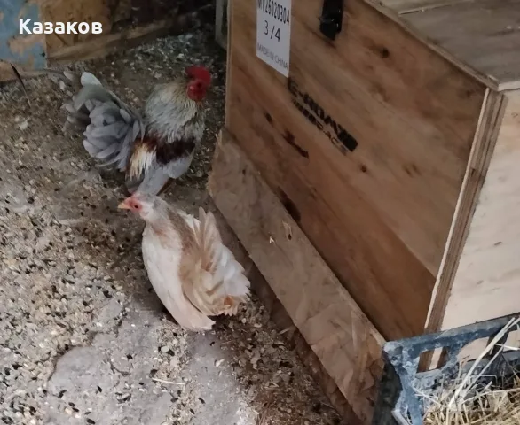 Продавам двойка серами, снимка 2 - други­ - 56154387