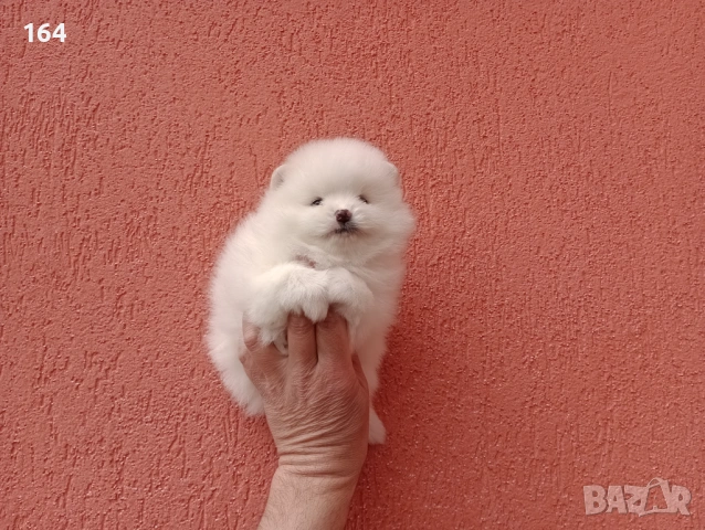 Бели Померани на различни възрасти., снимка 12 - Померан - 54135417