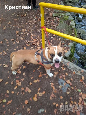 Мъжки AMSTAFF за разплод, снимка 2 - Търси партньор - 56246434