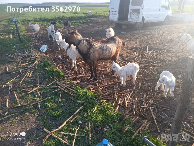 кози ББМ, снимка 7 - Кози - 53983590