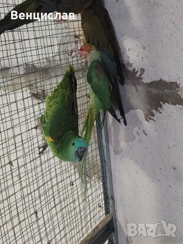 продавам папагали , снимка 5 - Папагали - 54246283