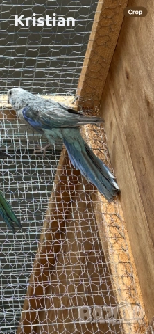 Свободни Розели - Мутация, снимка 5 - Папагали - 50741218