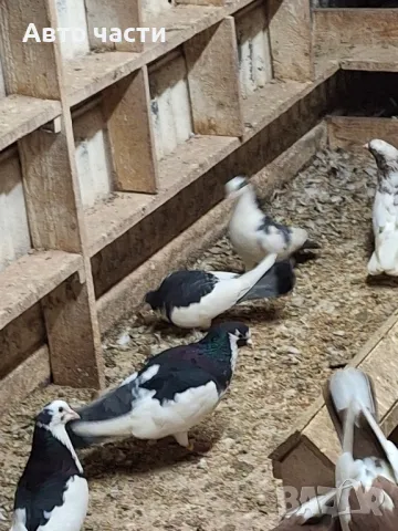 пазарджишки високолетачи със добри постижения , снимка 9 - Гълъби - 49029534