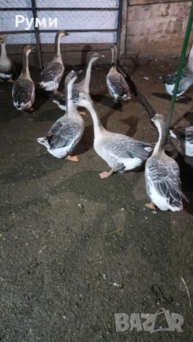 Продавам лебедови гъски