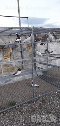 Гълъби високолетачи ПАЗАРДЖИШКИ !, снимка 13 - Гълъби - 30137762