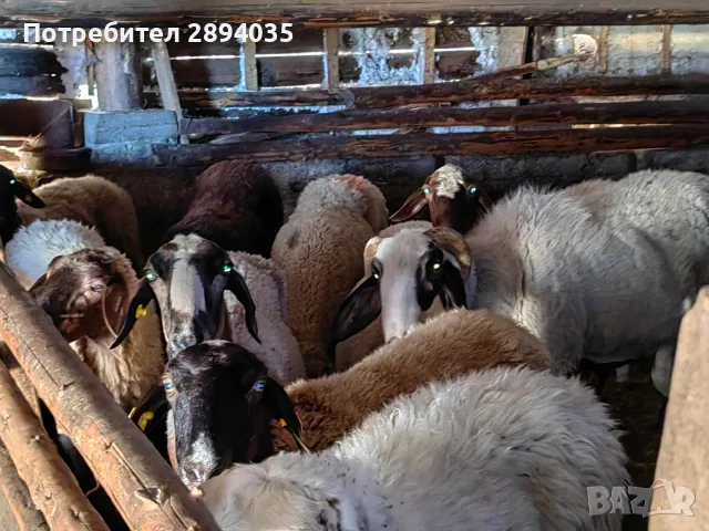 свободни цялото стадо , снимка 6 - Овце - 55973981