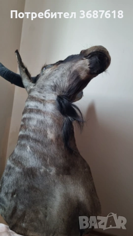 Ловен трофей