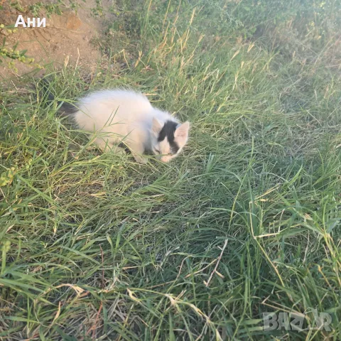 Котета на два месеца и майката на една годинка, снимка 8 - Други - 56168290