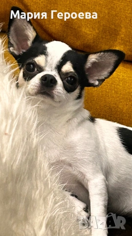 Чихуахуа женско, снимка 5 - Чихуахуа - 53170076