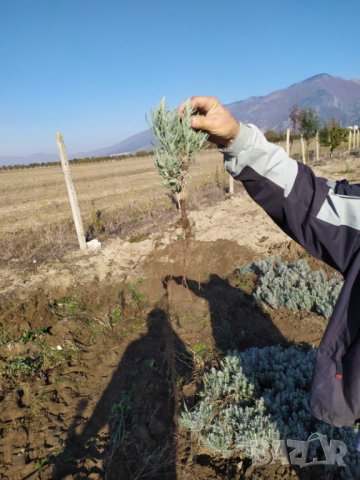 Разсад лавандула , снимка 3 - Други - 42790022