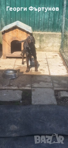 Гонче, снимка 5 - Други - 54225831